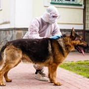 Σπίτι με κατοικίδια: Πώς κάνω απεντόμωση με ασφάλεια